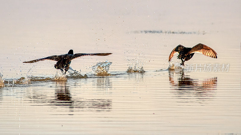 大鸬鹚(Phalacrocorax carbo)在湖里奔跑